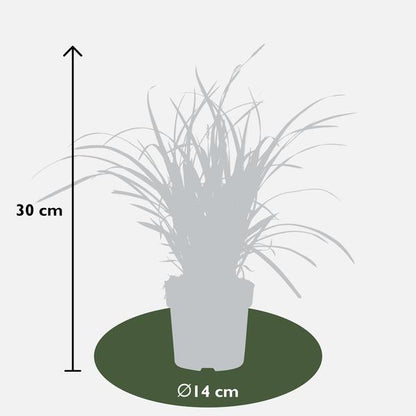 3x - Carex morrowii 'Ice Dance' - ↨30cm - Ø14