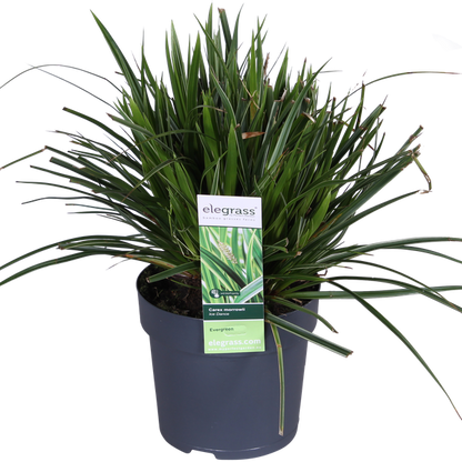 3x - Carex morrowii 'Ice Dance' - ↨30cm - Ø14