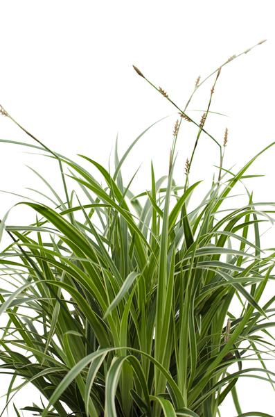 3x - Carex morrowii 'Ice Dance' - ↨30cm - Ø14