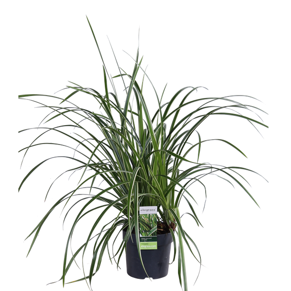 3x - Carex morrowii 'Ice Dance' - ↨30cm - Ø14