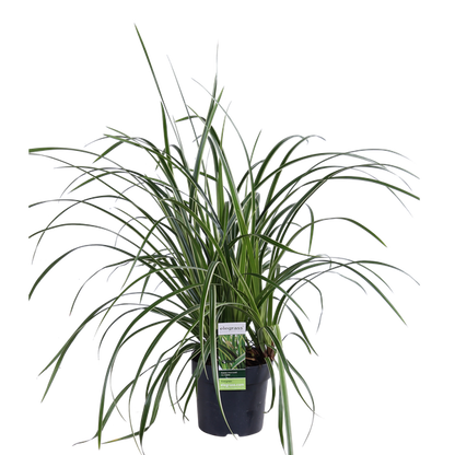 3x - Carex morrowii 'Ice Dance' - ↨30cm - Ø14