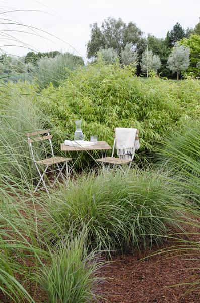 4x Fargesia rufa - ↨40cm - Ø14