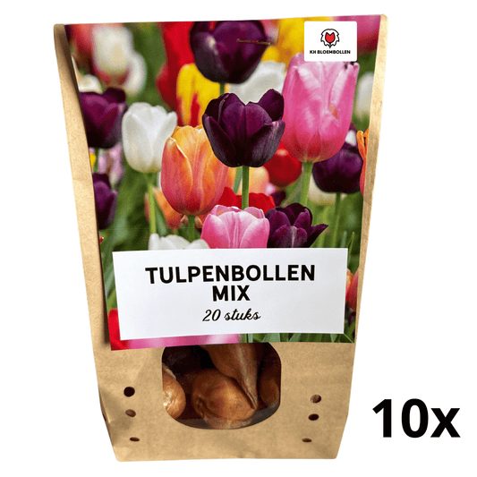 Tulp (10 stuks) – klassiek & kleurrijk - Happy City Plants