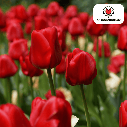 Tulp (20 stuks) – klassiek & kleurrijk - Happy City Plants