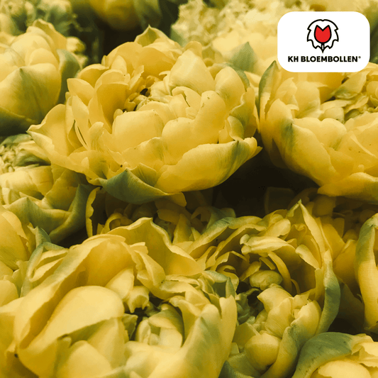 Tulp (20 stuks) – klassiek & kleurrijk - Happy City Plants