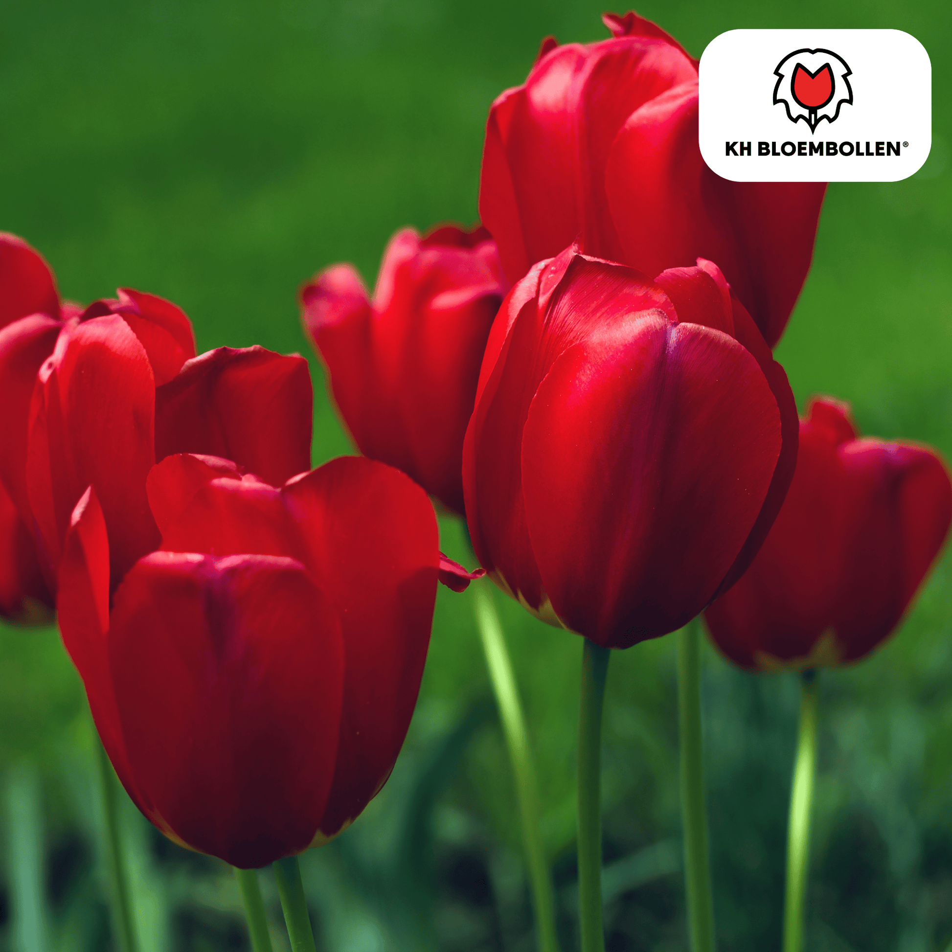 Tulp (20 stuks) – klassiek & kleurrijk - Happy City Plants