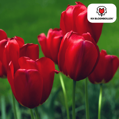 Tulp (20 stuks) – klassiek & kleurrijk - Happy City Plants