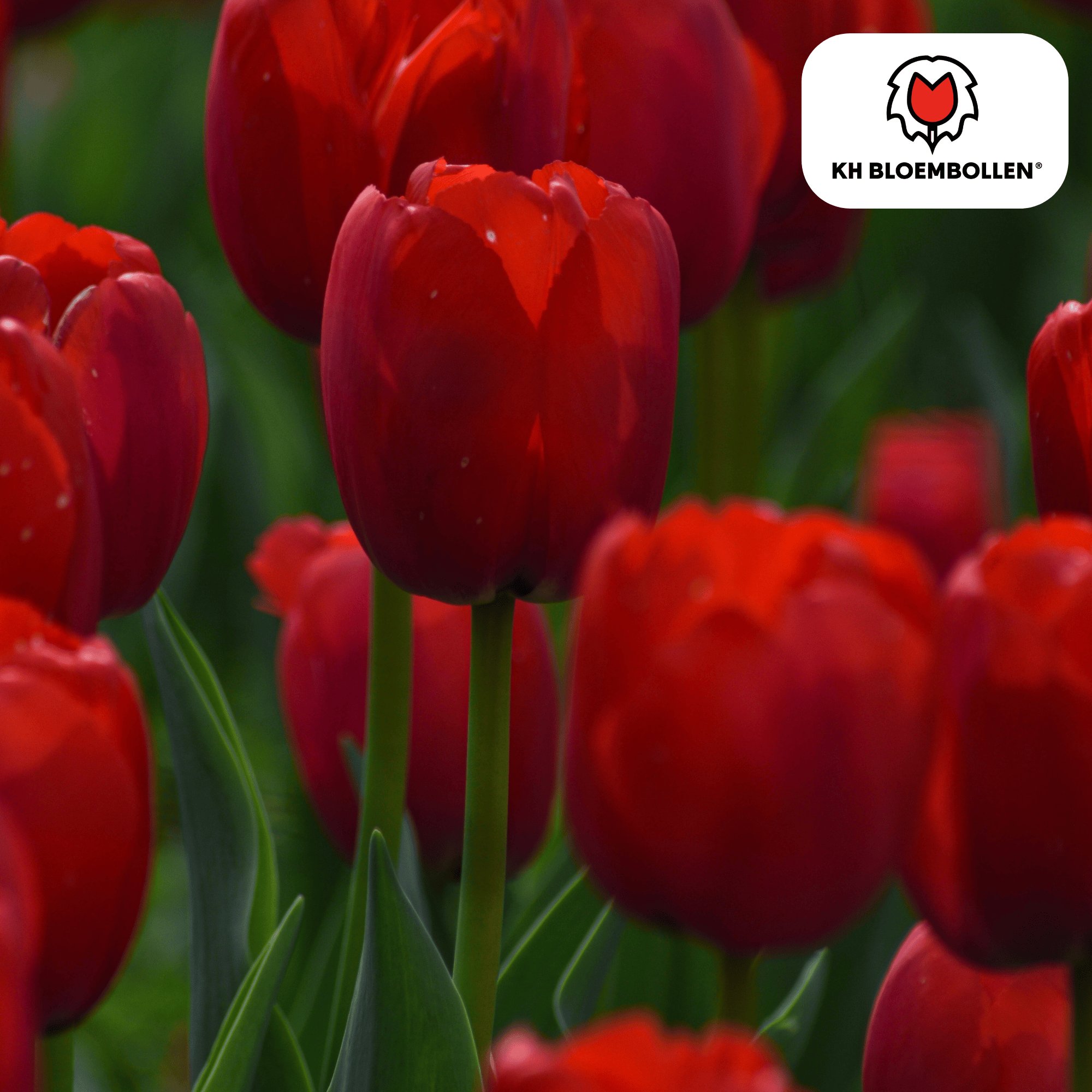 Tulp (20 stuks) – klassiek & kleurrijk - Happy City Plants