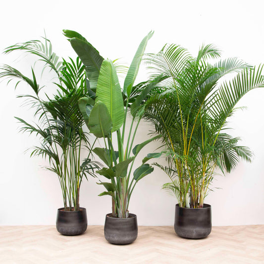 Voordeelpakket XXL - Kentia 200 cm, Strelitzia Nicolai 225 cm, Areca 200 cm - Happy City Plants