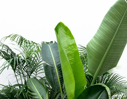 Voordeelpakket XXL - Kentia 200 cm, Strelitzia Nicolai 225 cm, Areca 200 cm - Happy City Plants