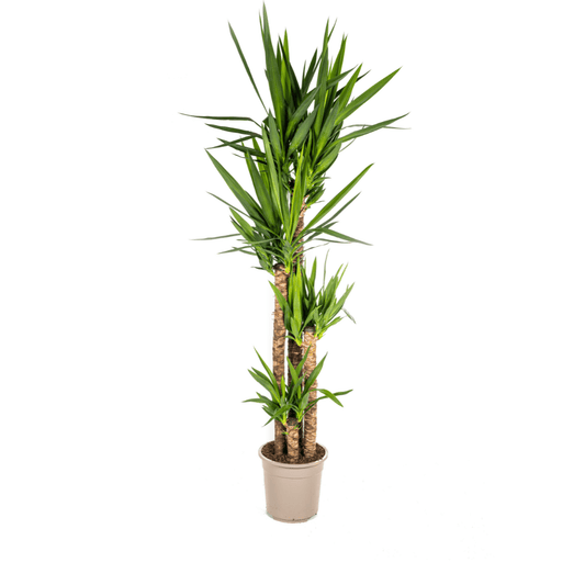 Yucca Elephantipes Ø27cm - ↕150 - 170cm - Happy City Plants