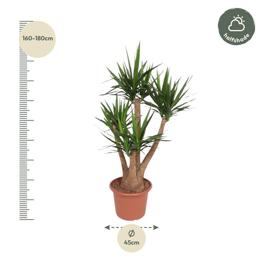 Yucca Elephantipes vertakt - 170 cm - ø45 - Happy City Plants