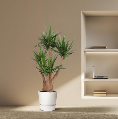 Yucca Elephantipes vertakt - 170 cm - ø45 - Happy City Plants