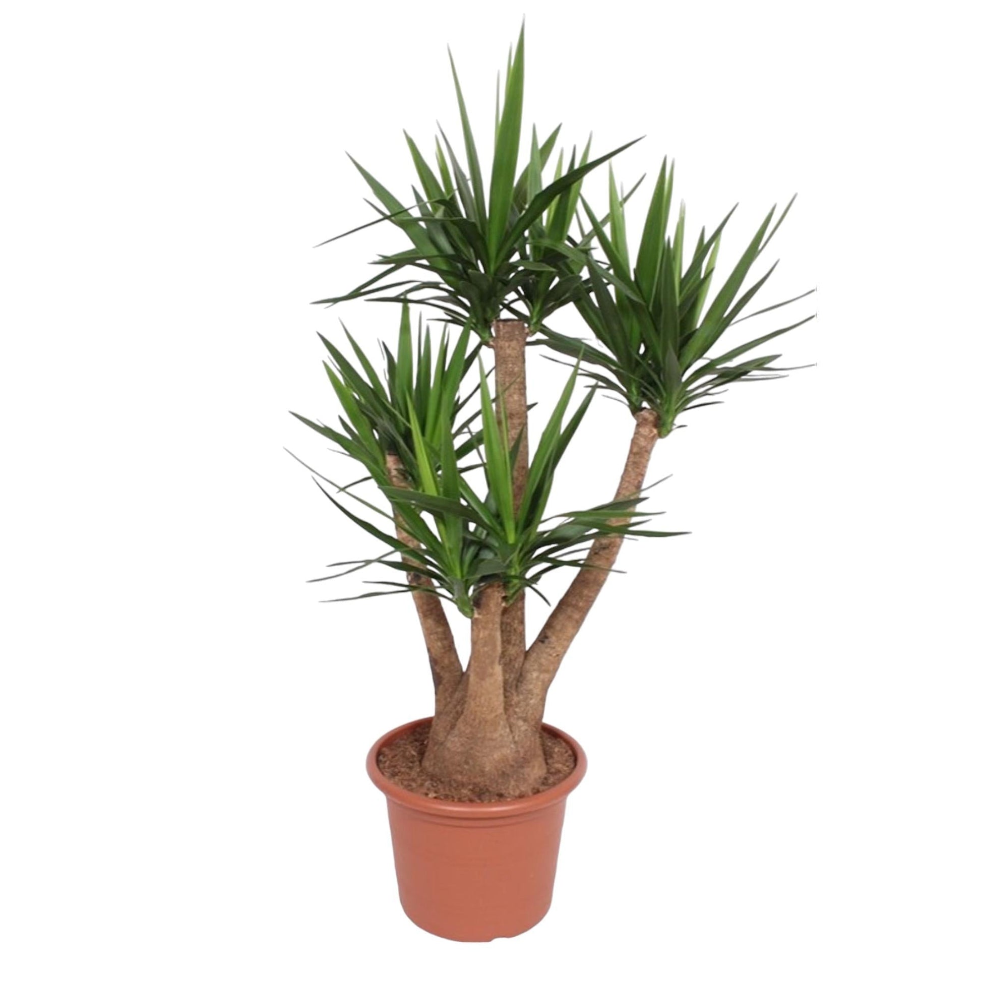 Yucca Elephantipes vertakt - 170 cm - ø45 - Happy City Plants