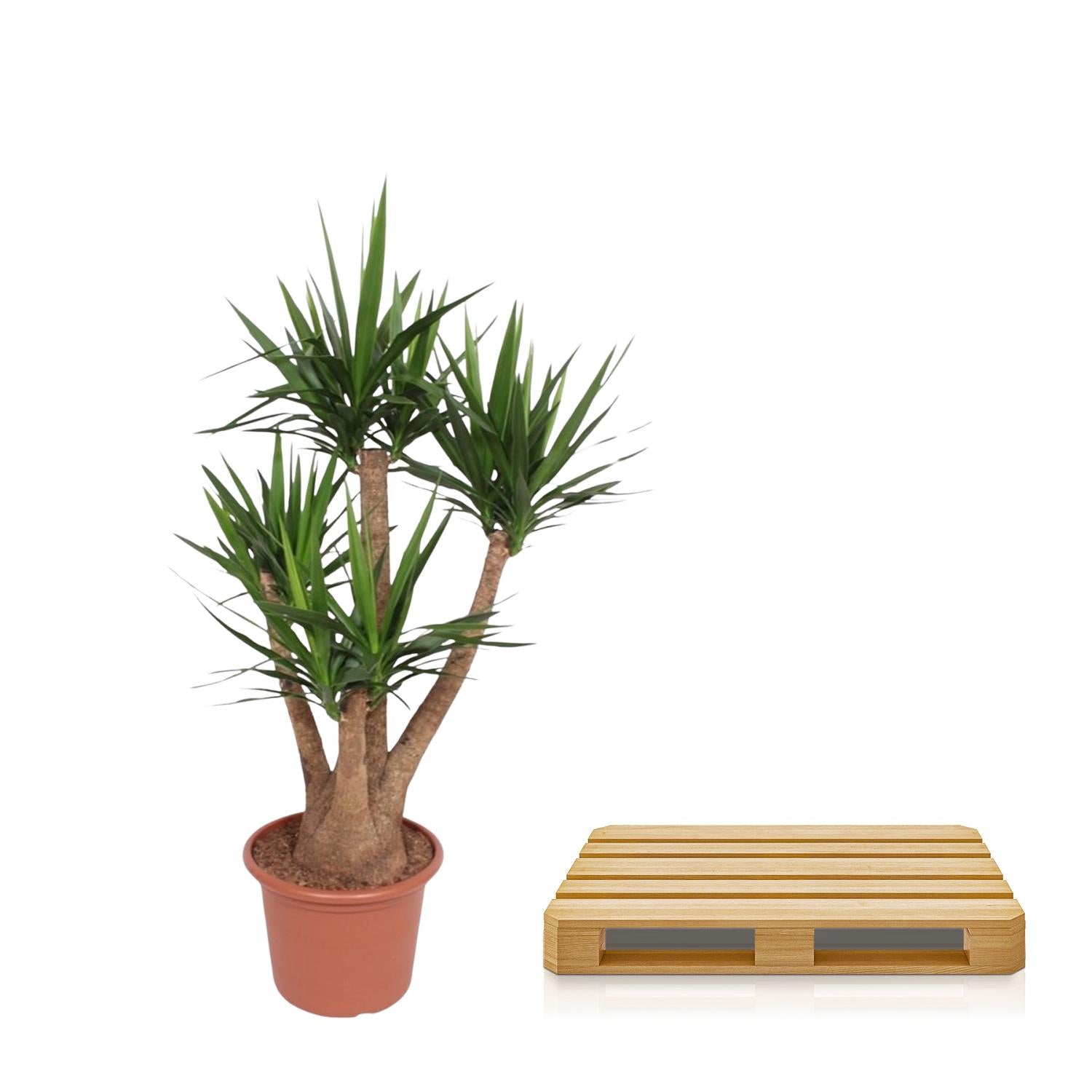 Yucca Elephantipes vertakt - 170 cm - ø45 - Happy City Plants