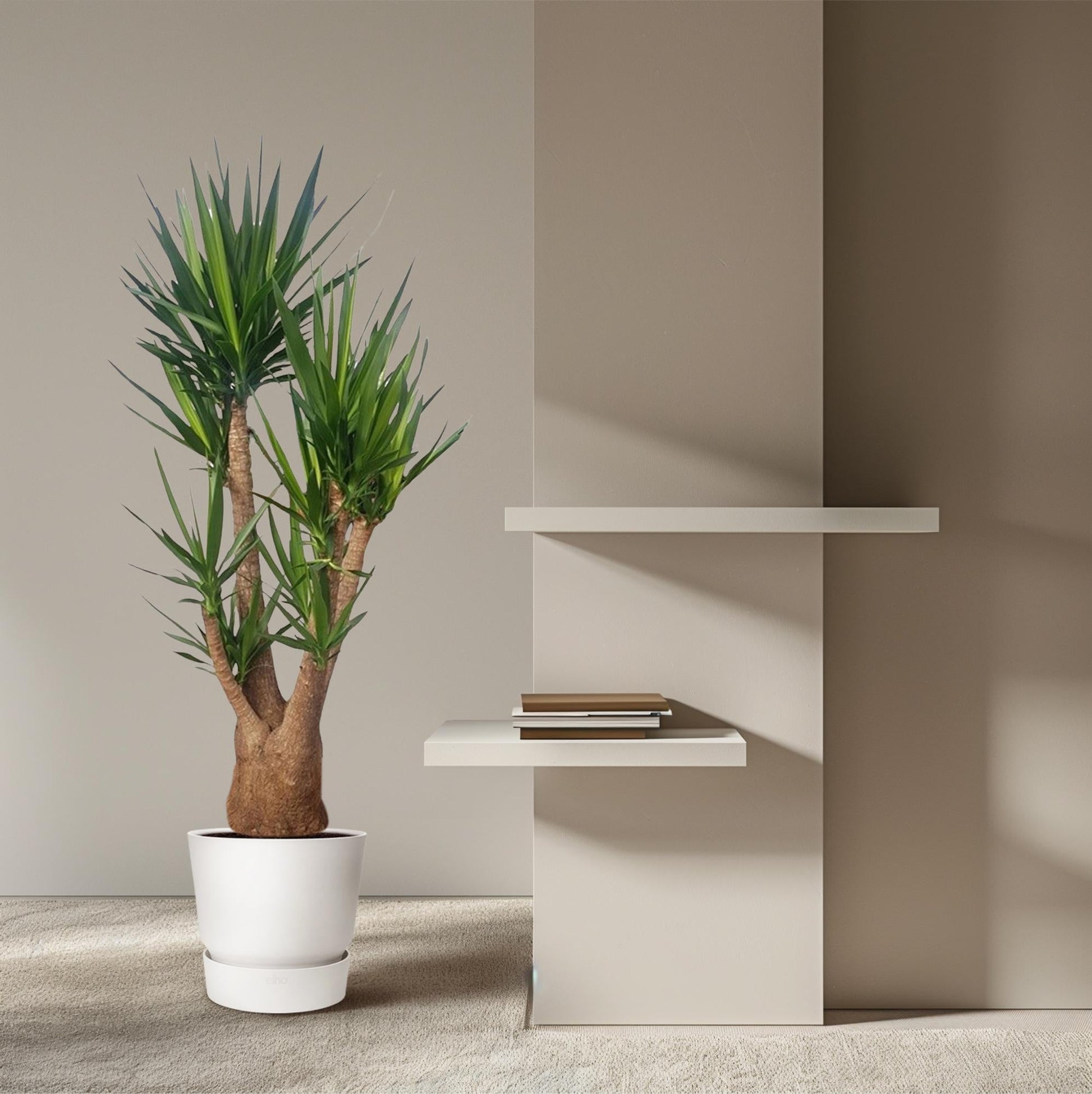 Yucca Elephantipes vertakt - 190 cm - ø55 - Happy City Plants