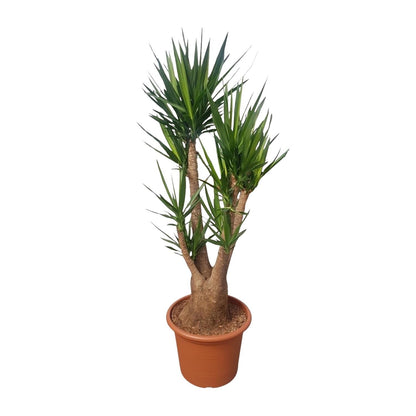 Yucca Elephantipes vertakt - 190 cm - ø55 - Happy City Plants