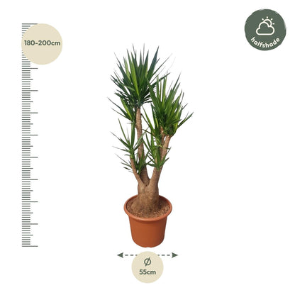 Yucca Elephantipes vertakt - 190 cm - ø55 - Happy City Plants