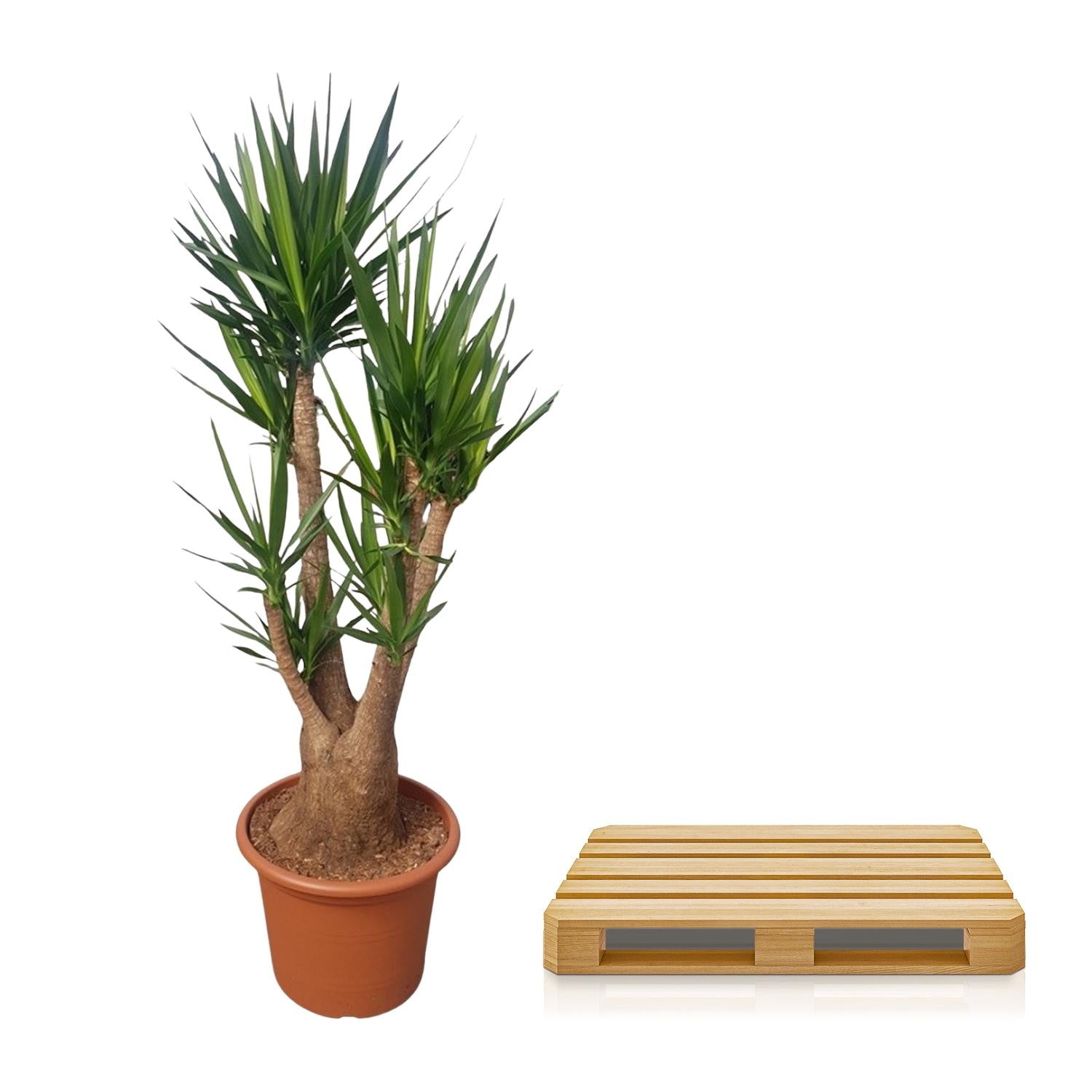 Yucca Elephantipes vertakt - 190 cm - ø55 - Happy City Plants