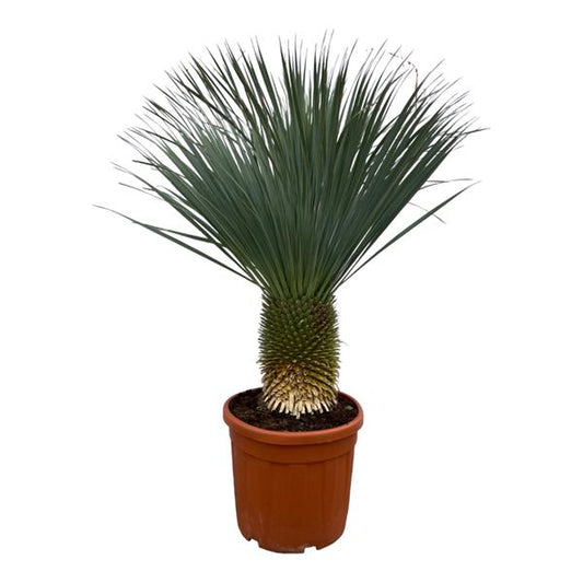 Yucca Rostrata - 160 cm - Ø50cm - Happy City Plants