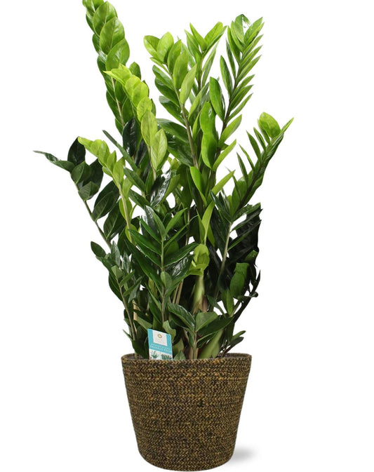 Zamioculcas Zamiifolia - Ø21cm - ↕95cm + Selin Pot D22x19cm - Zwart - Happy City Plants